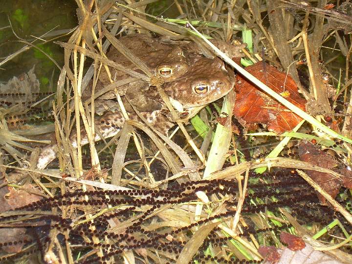 10.JPG - Kladen� sn��ek