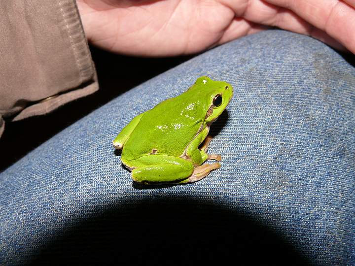 12.JPG - Rosni�ka zelen� (L�zn�)