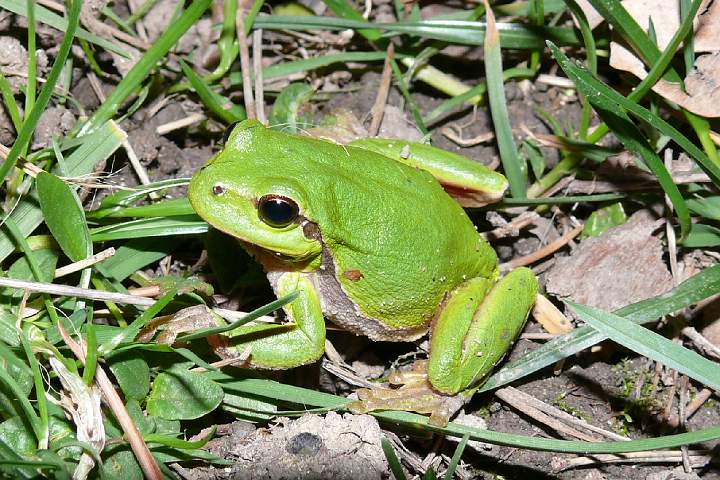 13.jpg - Rosni�ka zelen� (L�zn�)