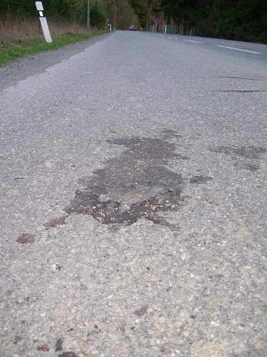 2.JPG - P�ejet� ropucha obecn�