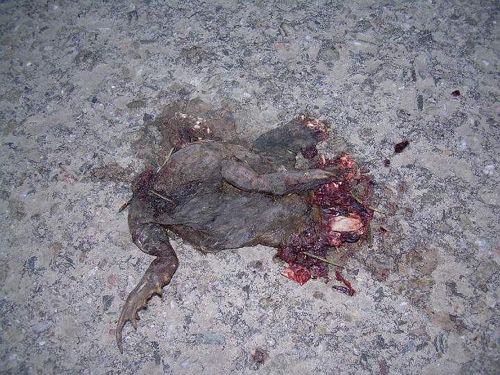 3.JPG - P�ejet� ropucha obecn�