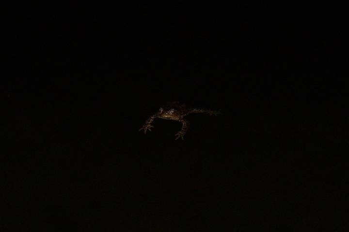 4.JPG - No�n� p�echod p�es silnici