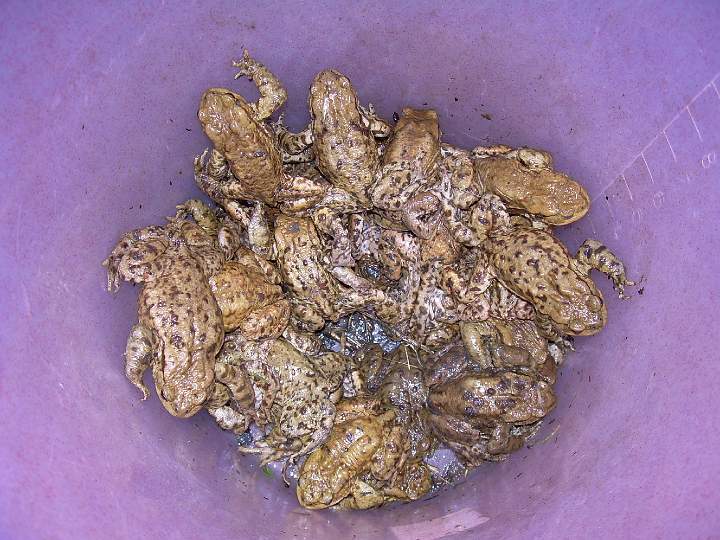 5.JPG - ��st p�enesen�ch ropuch