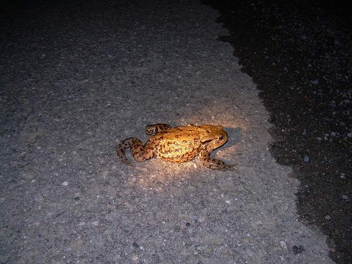 7.JPG - P�ekon�v�n� nebezpe�n� cesty.