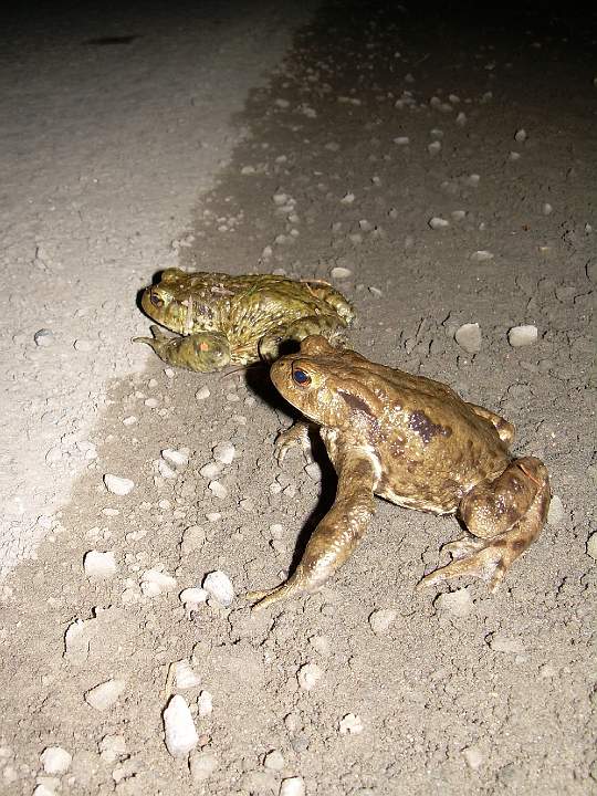 7a.JPG - P�ed nebezpe�nou cestou