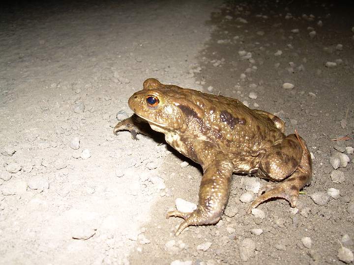 7b.JPG - P�ed nebezpe�nou cestou