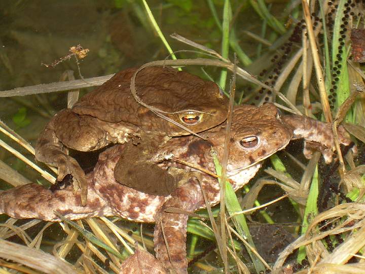 8.JPG - Kladen� sn��ek