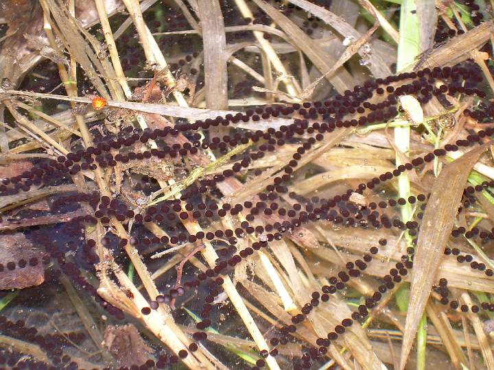 9.JPG - Sn��ka ropuchy obecn�